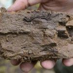 Типы и свойства таежных почв, их основные свойства и содержание гумуса