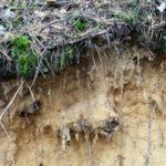 Типы и свойства таежных почв, их основные свойства и содержание гумуса