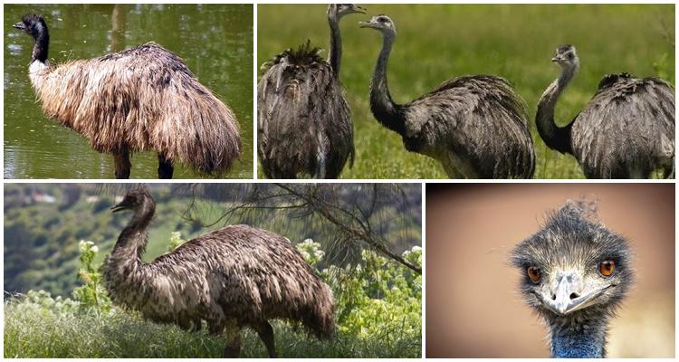Виды и описание страусов, где живут птицы и какую породу лучше разводить