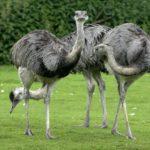 Виды и описание страусов, где живут птицы и какую породу лучше разводить