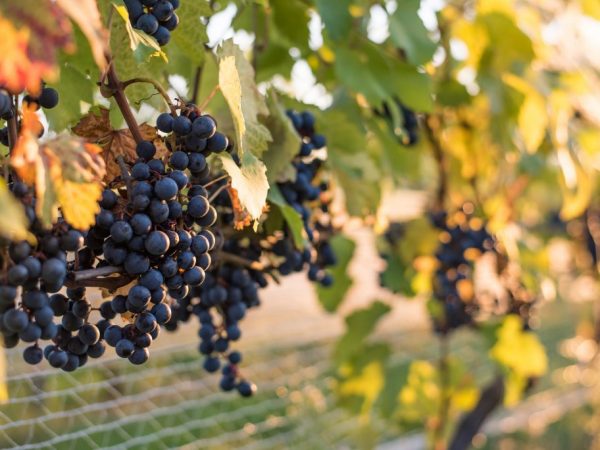 Таежный виноград: описание и характеристики сорта, правила посадки и ухода