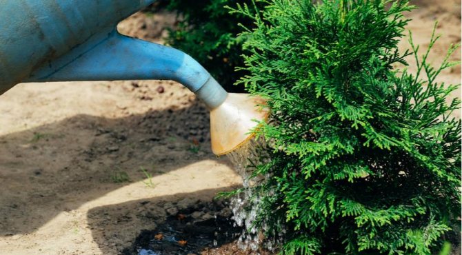 Влагозарядковый полив осенью: нормы воды для деревьев и кустарников