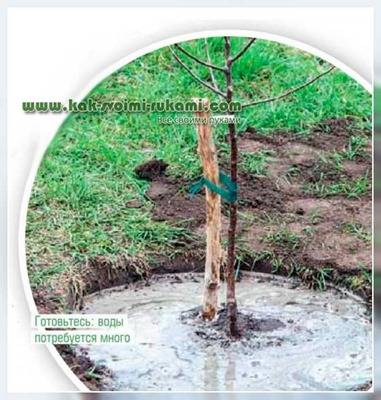 Влагозарядковый полив осенью: нормы воды для деревьев и кустарников
