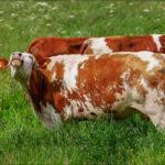 возбудитель и симптомы эмфизематозного карбункула крупного рогатого скота, лечение эмфиземы легких
