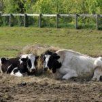 возбудитель и симптомы эмфизематозного карбункула крупного рогатого скота, лечение эмфиземы легких