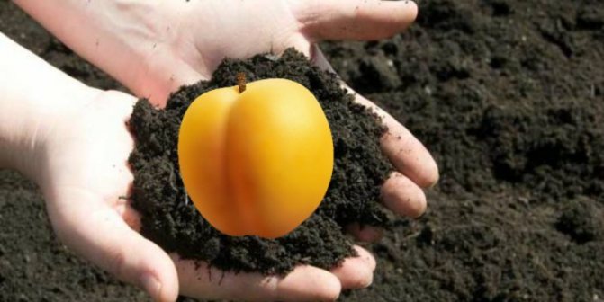 Выращивание абрикосов на Урале и в Сибири – правила посадки и лучшие сорта