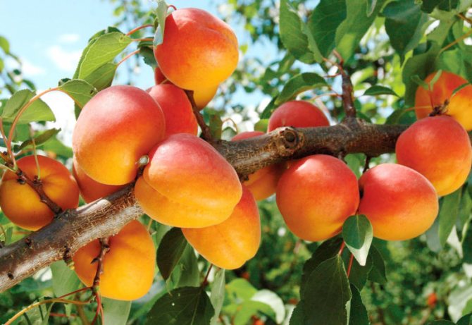 Выращивание абрикосов на Урале и в Сибири – правила посадки и лучшие сорта