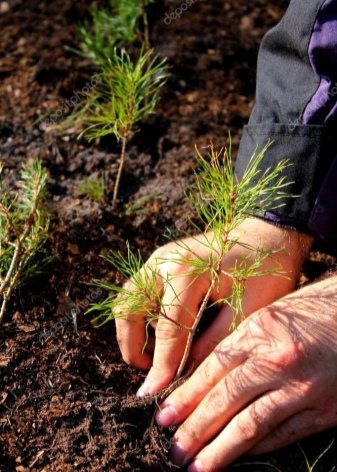 Выращивание хвойных – как посадить сосну осенью?