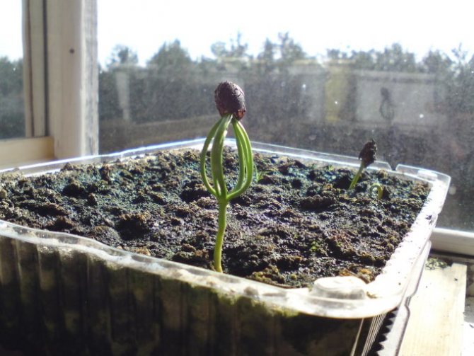 Выращивание хвойных – как посадить сосну осенью?