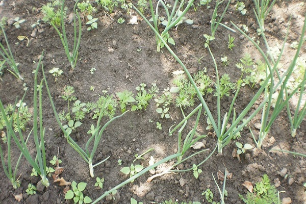 Выращивание и уход за репой в открытом грунте, сроки посадки, сколько растет и когда созревает