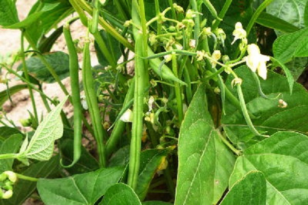 Выращивание и уход за спаржевой фасолью в открытом грунте