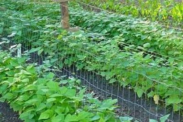 Выращивание и уход за спаржевой фасолью в открытом грунте
