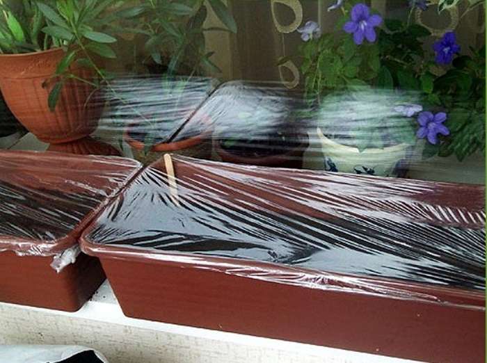 Выращивание бонсай из японской сакуры в домашних условиях
