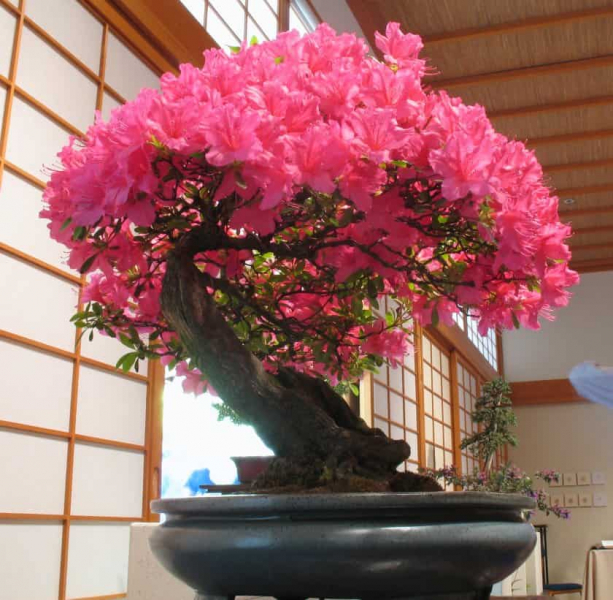 Выращивание бонсай из японской сакуры в домашних условиях
