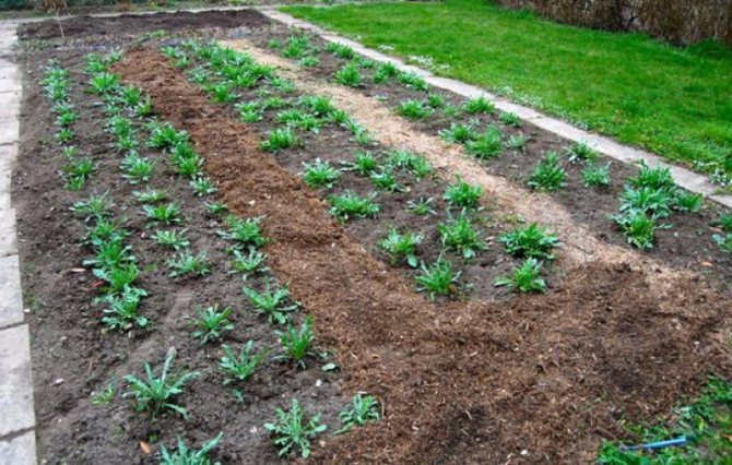 Выращивание васильков: правила посадки семян, сорта, уход за растением