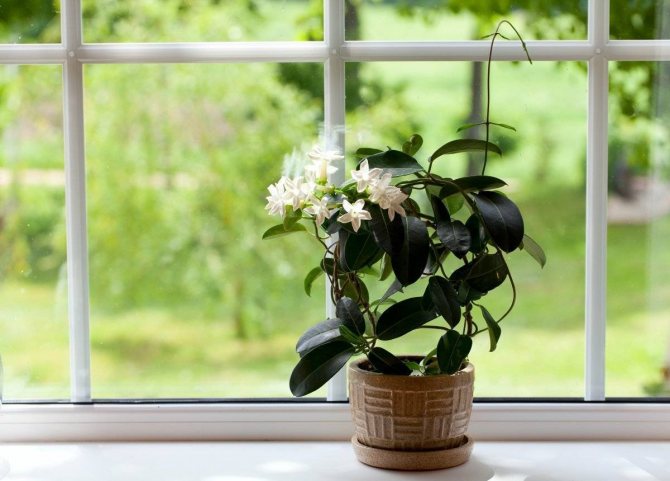 Жасмин Самбак (арабский) – уход за комнатными растениями в домашних условиях ?