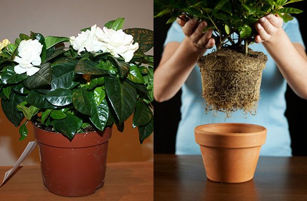 Жасмин Самбак (арабский) – уход за комнатными растениями в домашних условиях ?