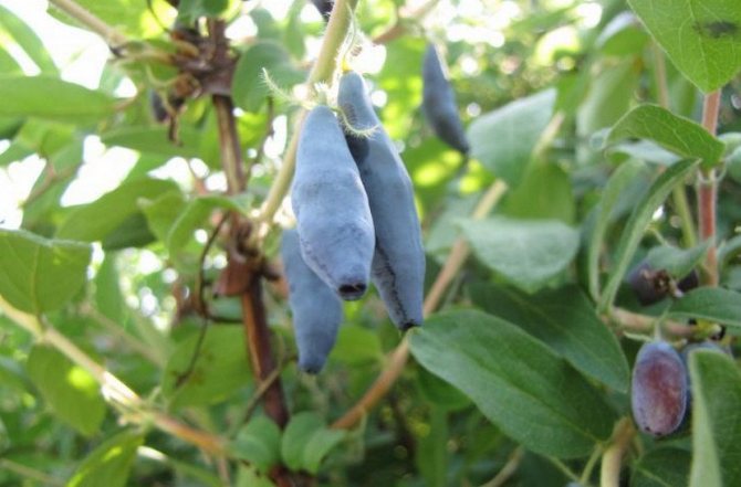 Жимолость бересклет голубой: описание сорта, особенности выращивания