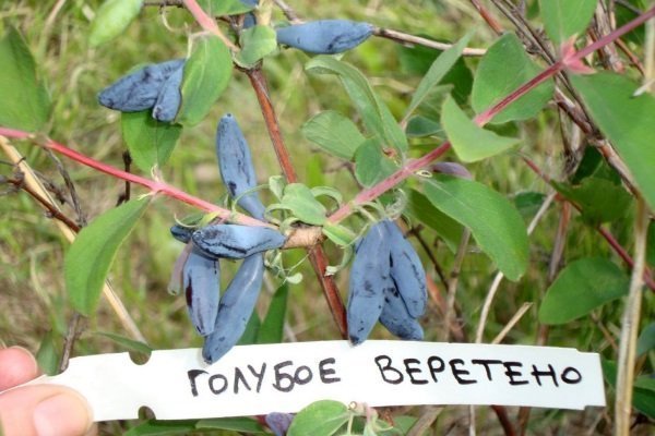 Жимолость бересклет голубой: описание сорта, особенности выращивания