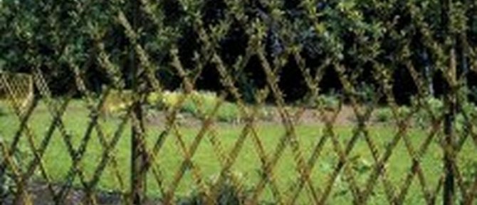 «Живой» забор: лучшие варианты хвойной изгороди на вашем участке