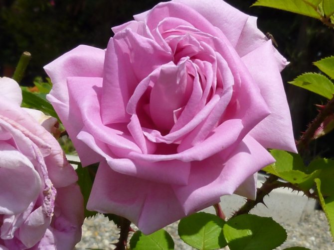 Зимний домик для роз: опыт использования по правилам и без + мастер-класс по установке