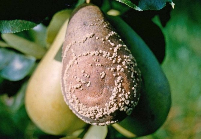 Озимые груши — самые урожайные сорта (фото и описание)