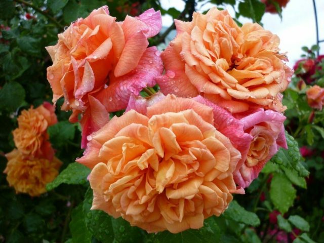 Роза плетистая Алоха (Aloha): фото и описание, отзывы