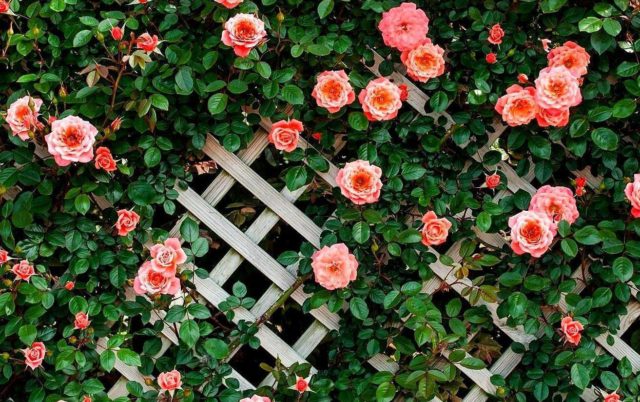 Роза плетистая Алоха (Aloha): фото и описание, отзывы