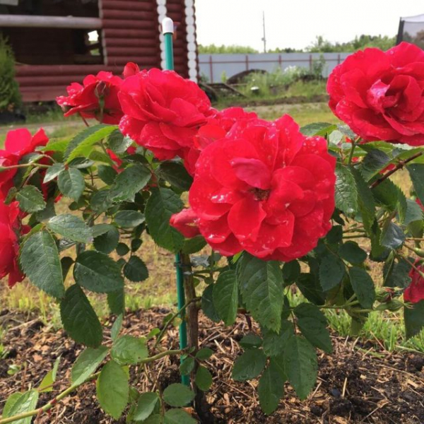 Сорт розы Фламентанц (Flammentanz): фото и описание, отзывы