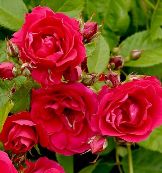 Сорт розы Фламентанц (Flammentanz): фото и описание, отзывы