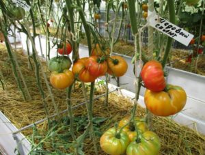 Медовый салат из помидоров: характеристика и описание сорта