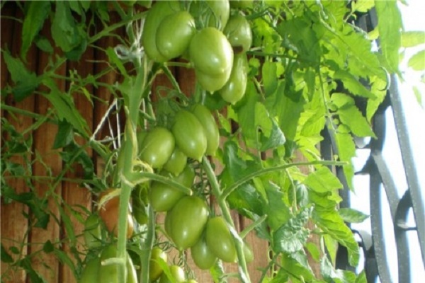 Зеленые помидоры: польза и вред