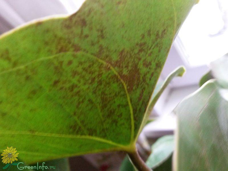 На листьях лилии появились коричневые пятна что делать фото