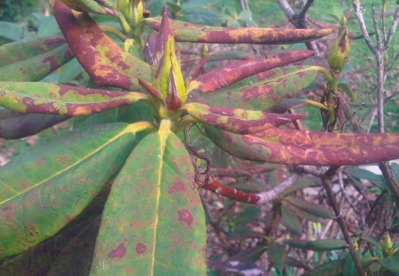 Хлороз листьев рододендрона фото и их лечение