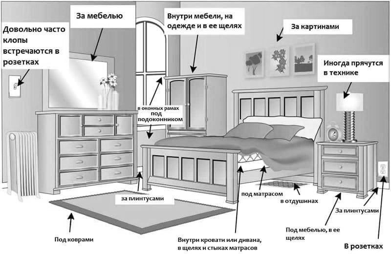 Через сколько умирают клопы