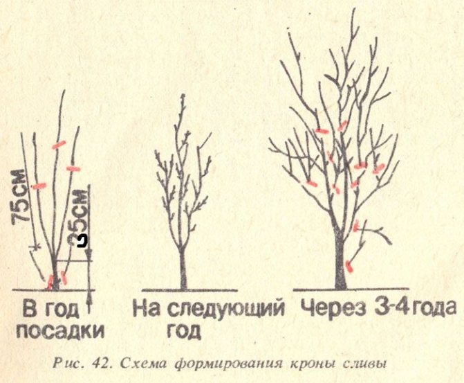 Схема формирования кроны черешни