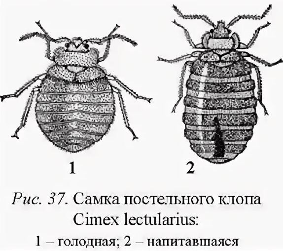 Карта клопов в москве