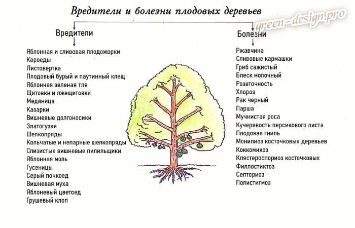 Кроссворд - плодовых деревьев«вредители». Болезни плодовых деревьев описание с фотографиями. Моль на плодовых деревьях. Вредители плодовых деревьев описание с фотографиями.